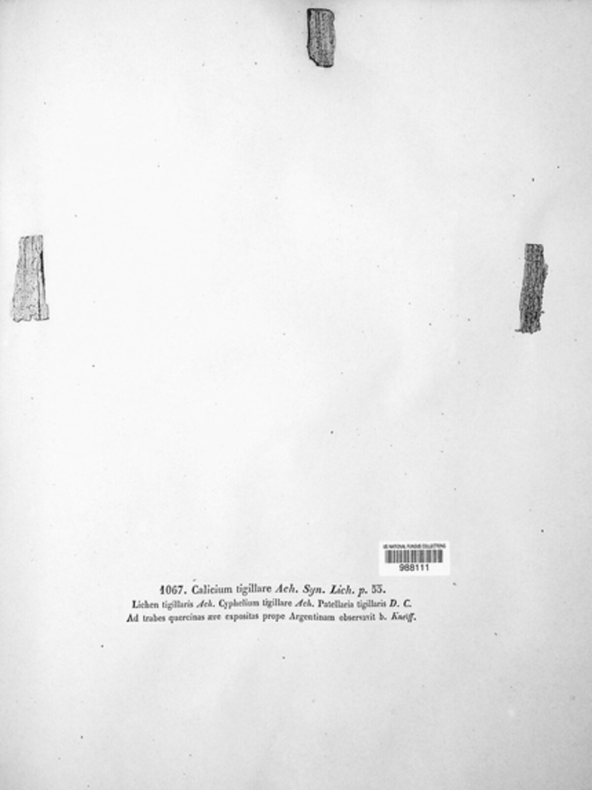Calicium tigillare image